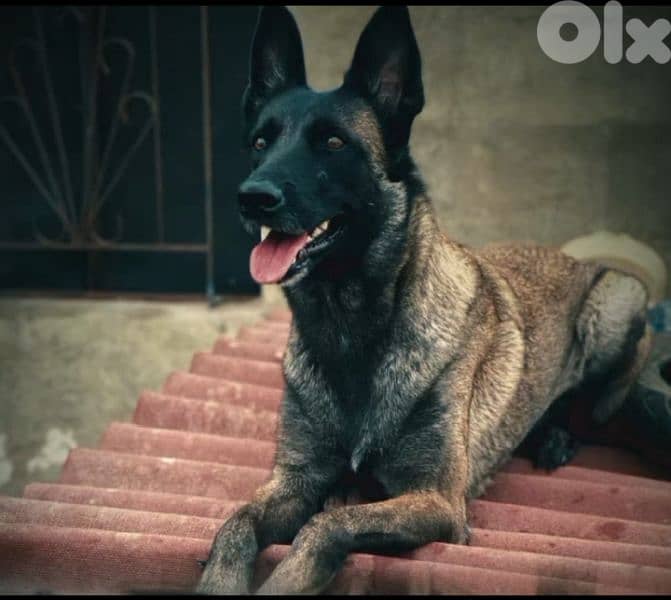 female mallinois full trainer 0