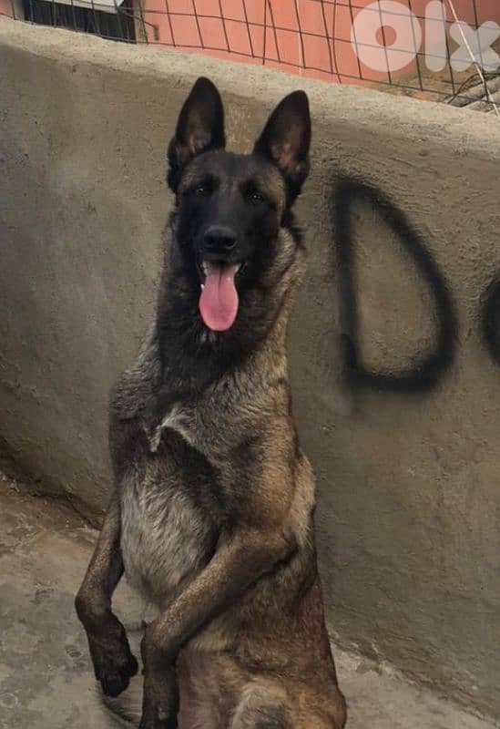 female mallinois full trainer 1