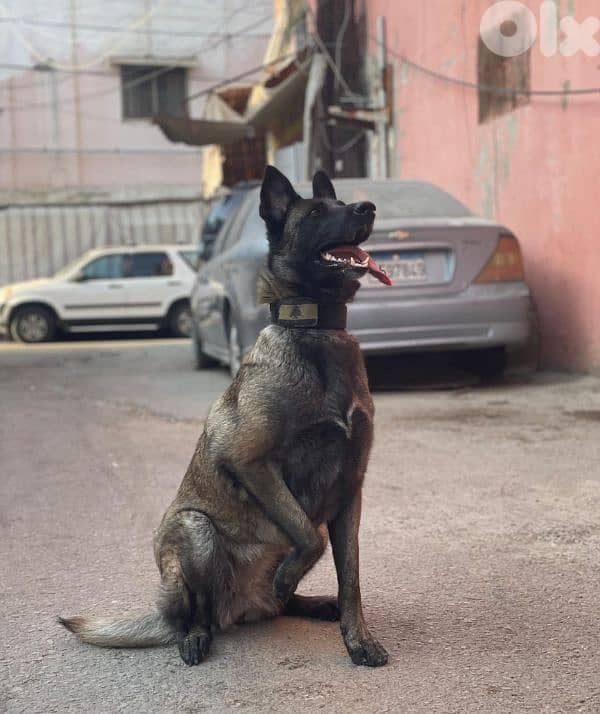 female mallinois full trainer 2