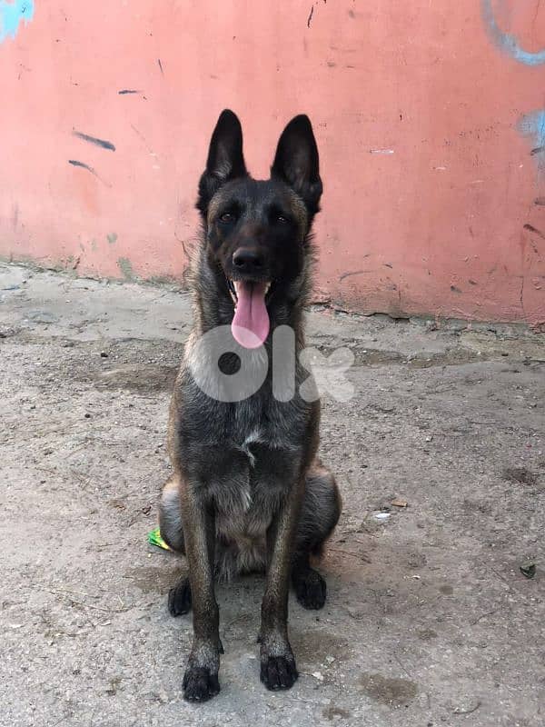 female mallinois full trainer 3