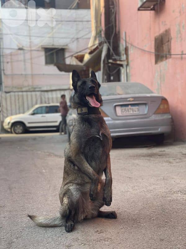 female mallinois full trainer 4