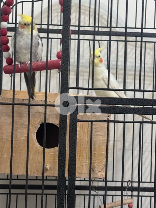 cage and 2 carawan 0