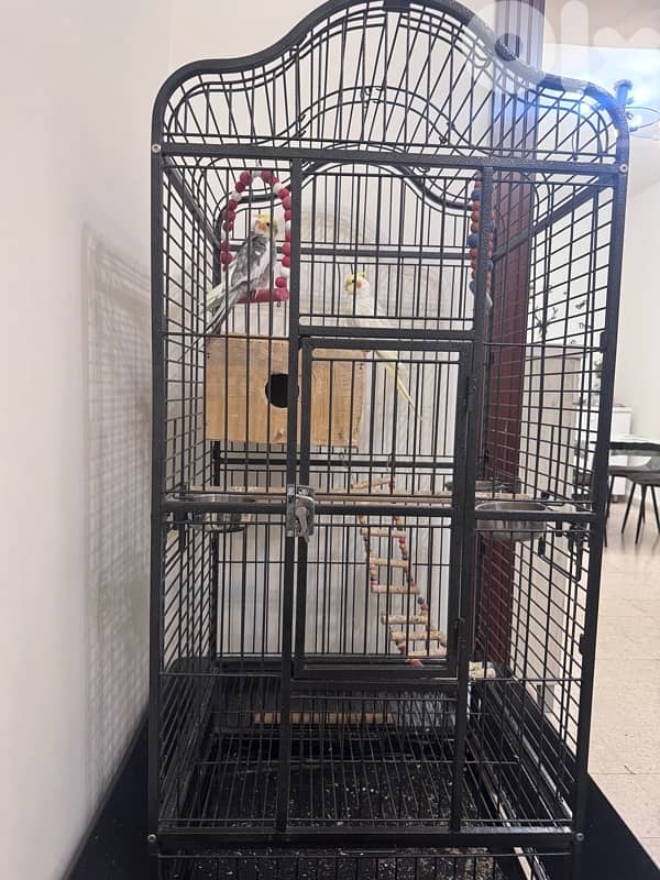 cage and 2 carawan 1