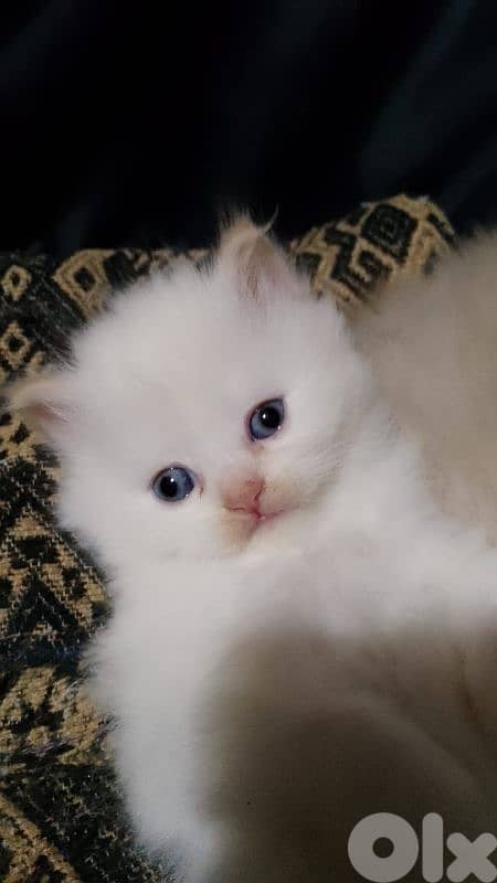 صور مفرق معركه 12