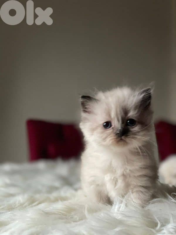 صور مفرق معركه 13