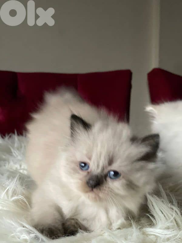 صور مفرق معركه 14