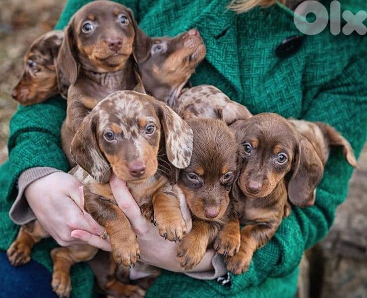 Dachshund Puppies All Coat Colors/ dog كلاب 0