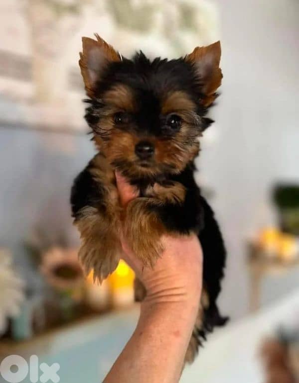 yorkshire terrier teacup puppy 0