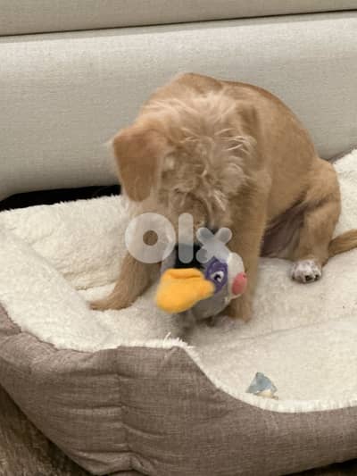 mini bichon for adoption