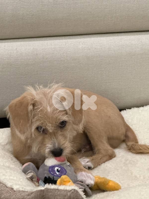 mini bichon for adoption 1