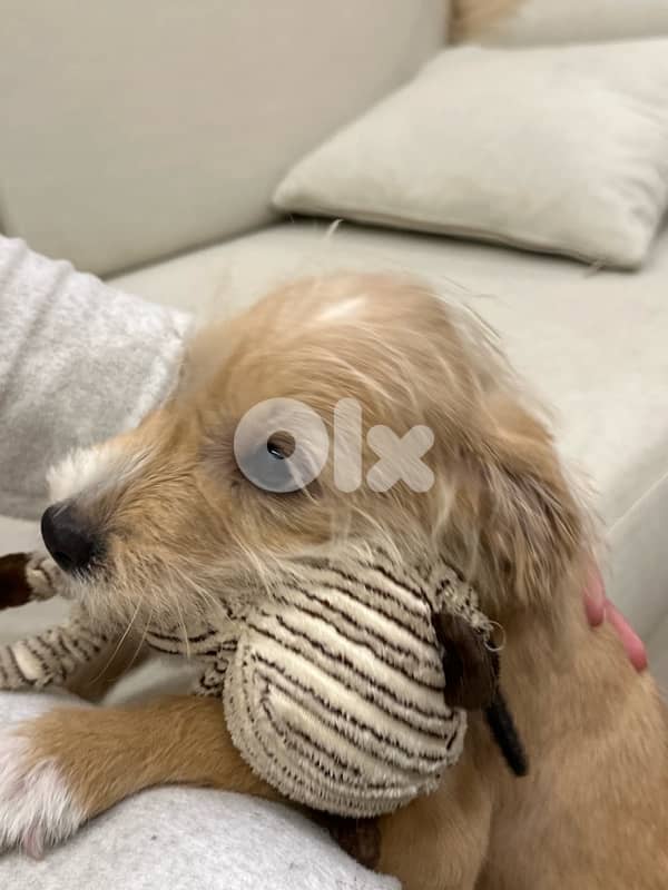 mini bichon for adoption 2