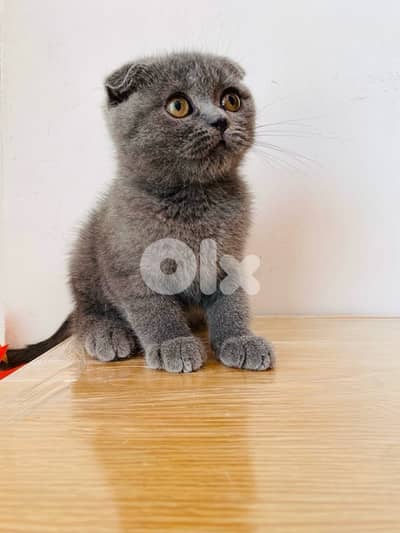 Premium Scotish fold Kitten