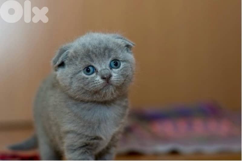 Premium Scotish fold Kitten 1