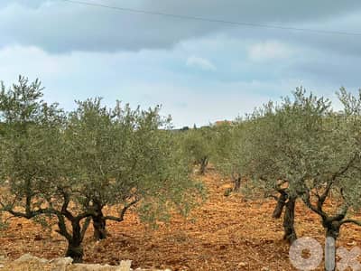 Land for sale in Hamat/ HOT DEAL/ View