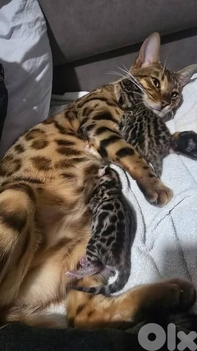 PURE BENGAL KITTENS
