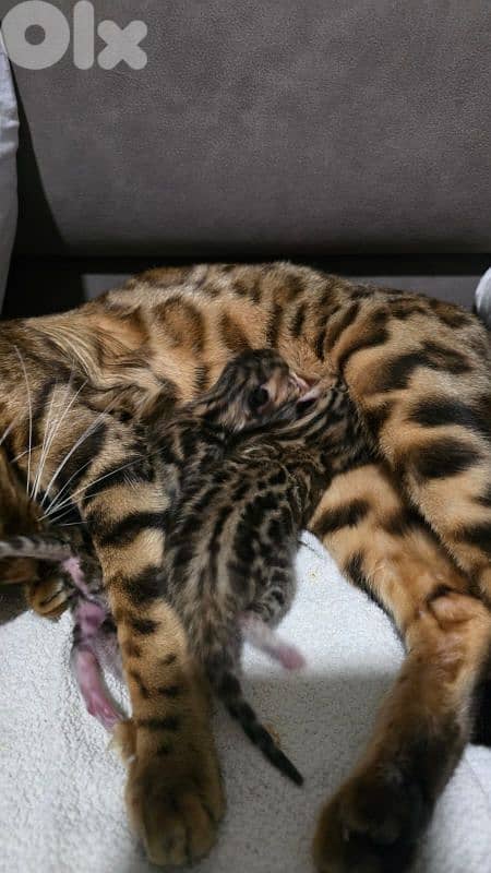 PURE BENGAL KITTENS 1
