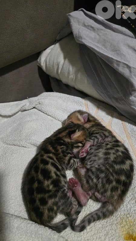 PURE BENGAL KITTENS 2
