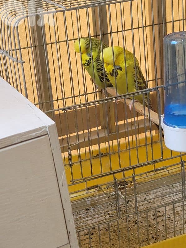 جوز بادجي انغلش 0