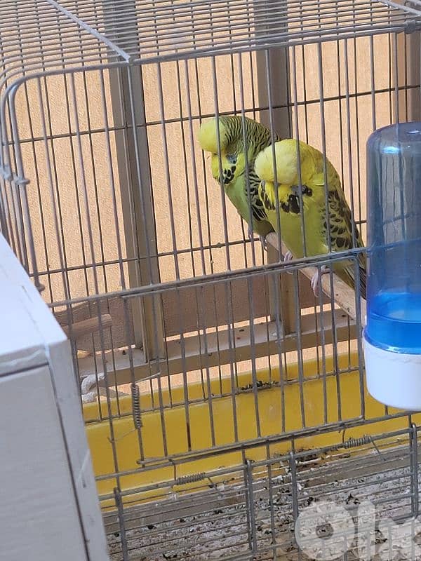 جوز بادجي انغلش 1