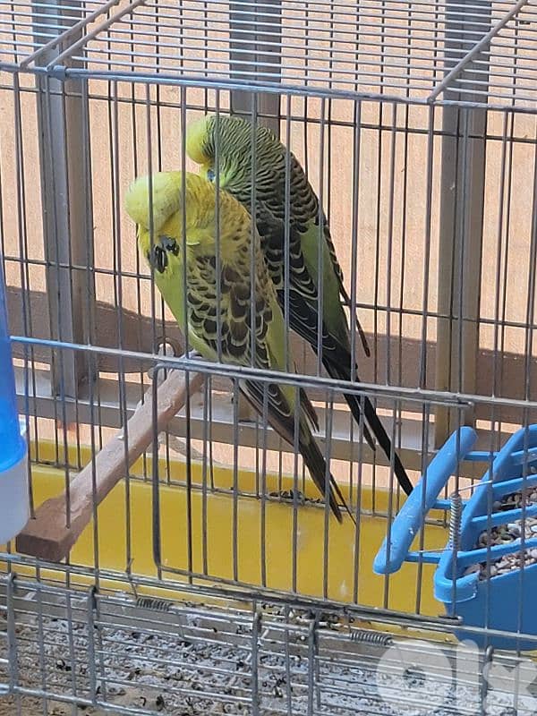 جوز بادجي انغلش 2