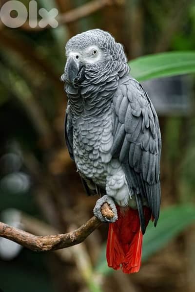 african grey parrot ببغاء كاسكو