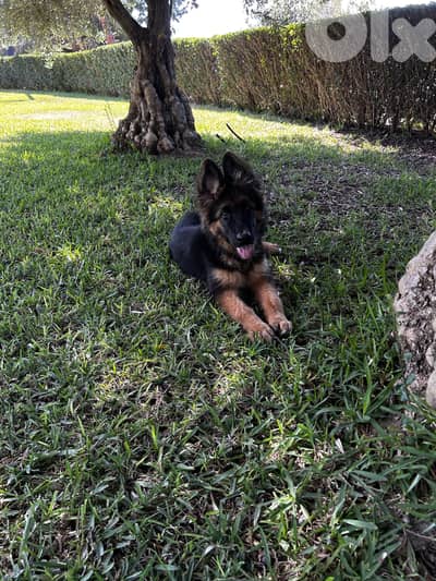 High quality pedigree  male German shepherd