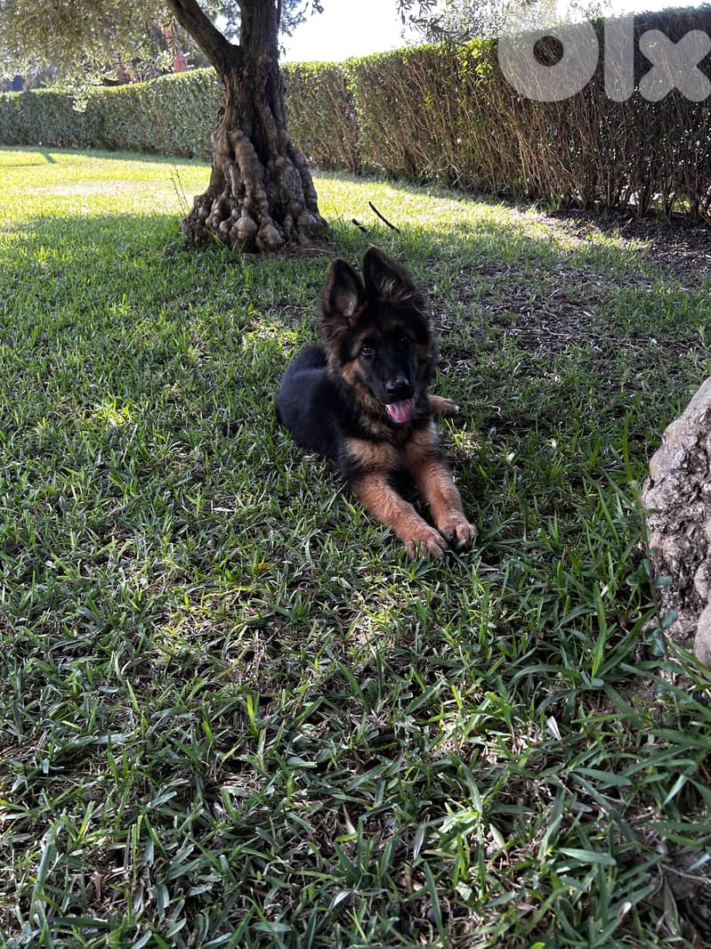High quality pedigree  male German shepherd 0