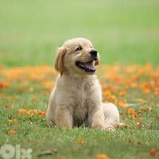 Labrador Retriever for sale 0