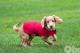 Labrador Retriever for sale 1