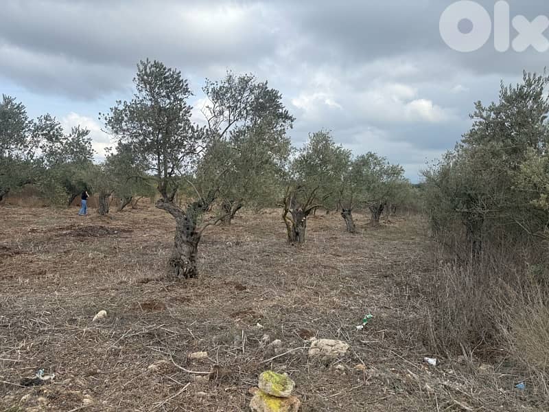 Agricultural land for sale Amioun 1