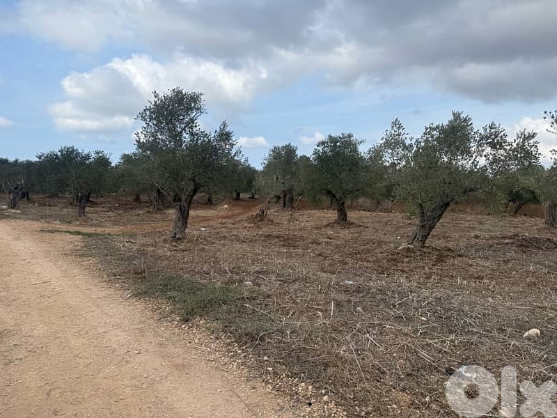 Agricultural land for sale Amioun 2