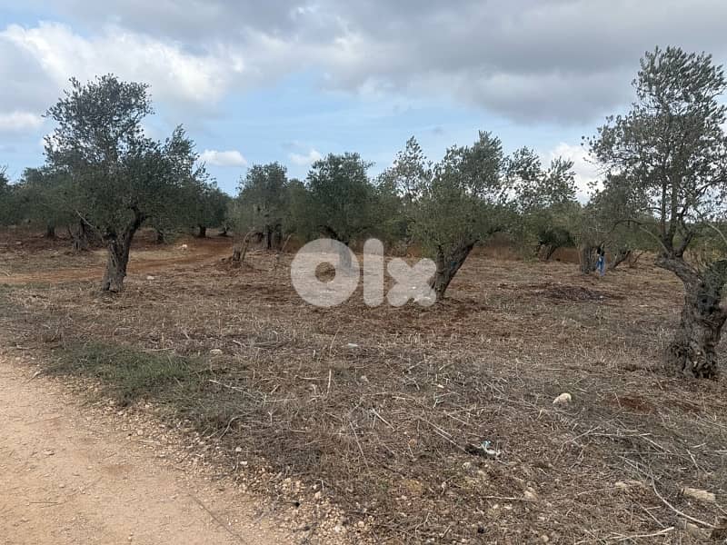 Agricultural land for sale Amioun 3