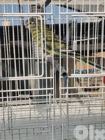 انتاية ريد رامبد