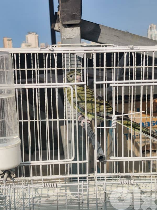 انتاية ريد رامبد 1