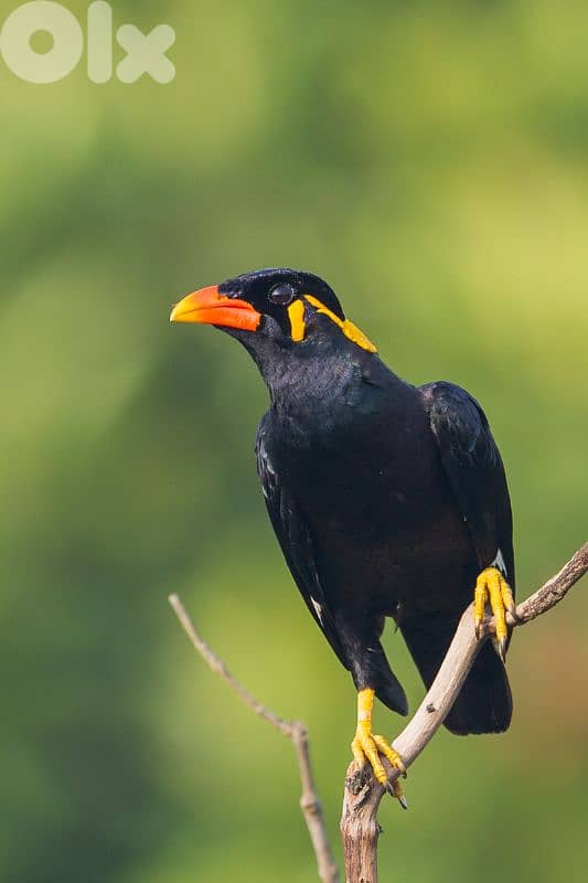 أحلى الأسعار 1