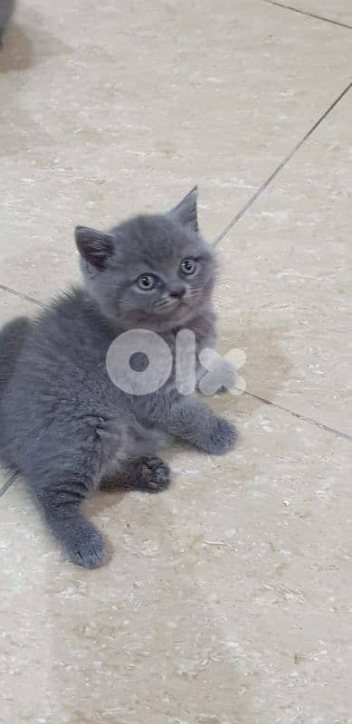 أحلى الأسعار 0