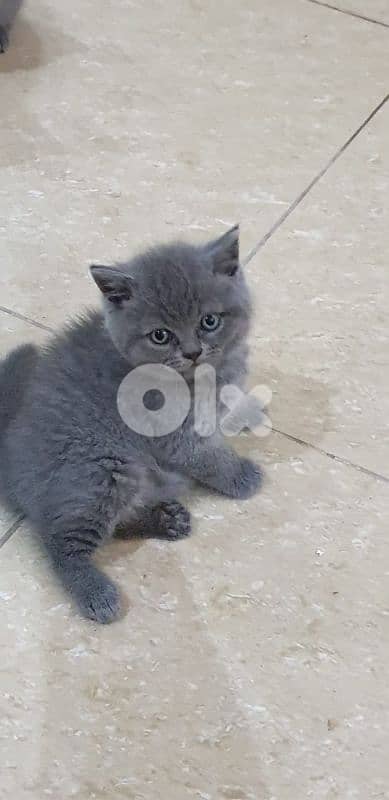 أحلى الأسعار 1