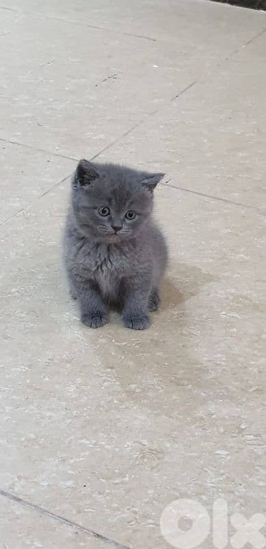 أحلى الأسعار 2