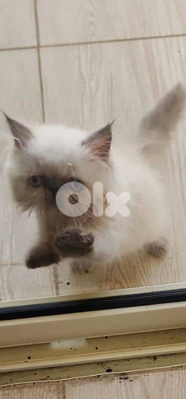 kitten male for sale 0