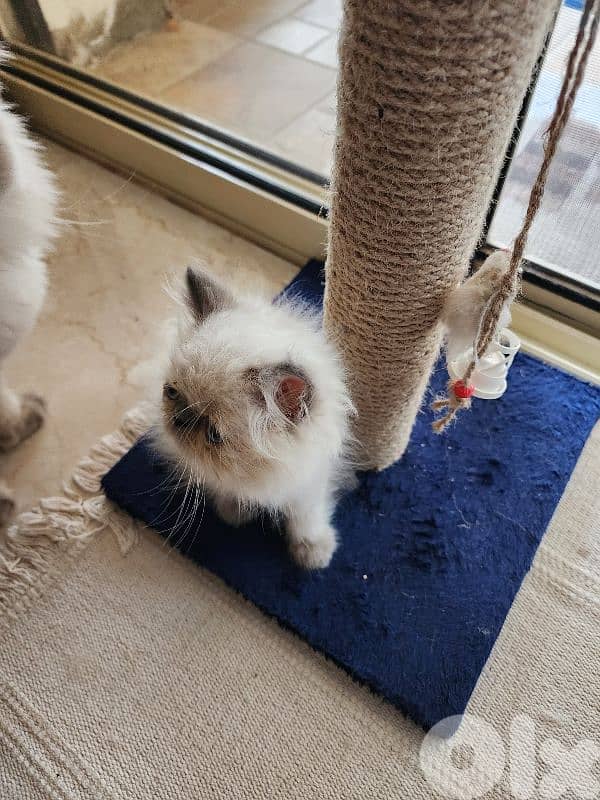 kitten male for sale 1