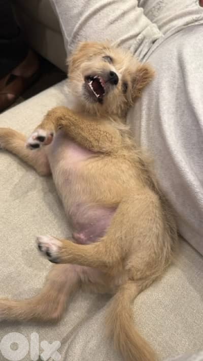 Mini Bichon For Adoption