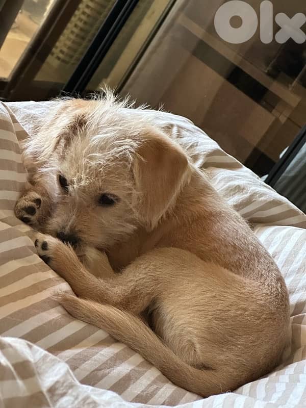 Mini Bichon For Adoption 1