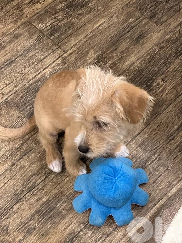 Mini Bichon For Adoption 2