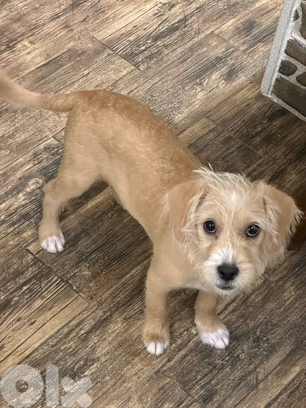 Mini Bichon For Adoption 3