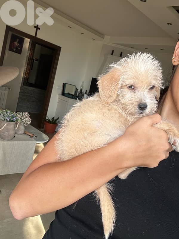 Mini Bichon For Adoption 4