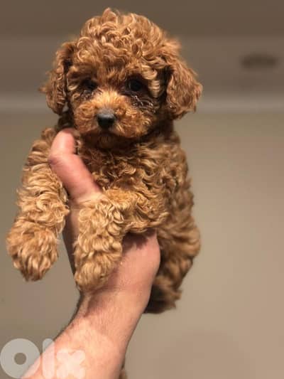 Poodle mini