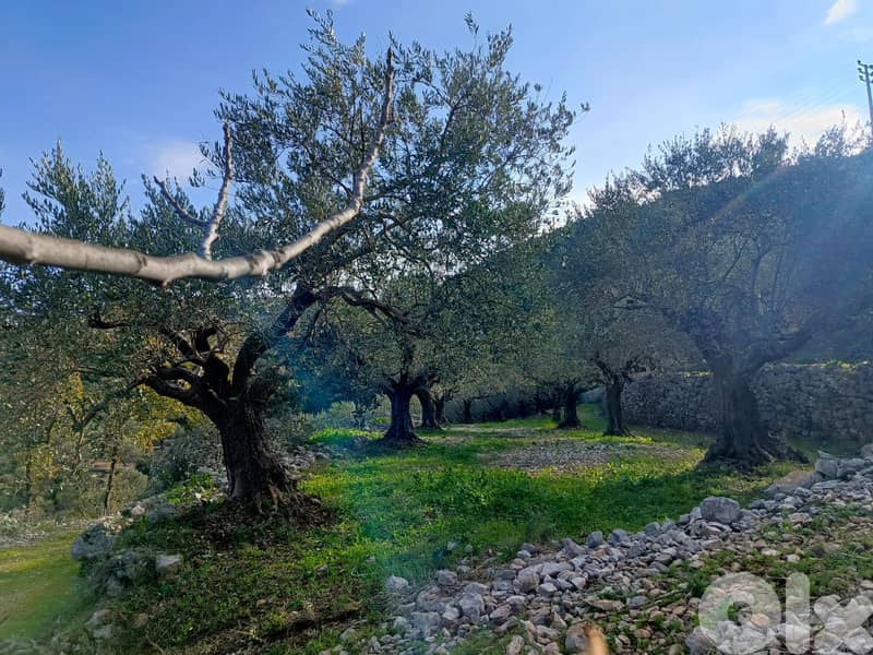 (عقار (اتوسترد البترون -  تنورين 1