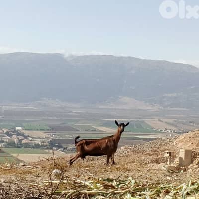 alpine goat ماعز البين
