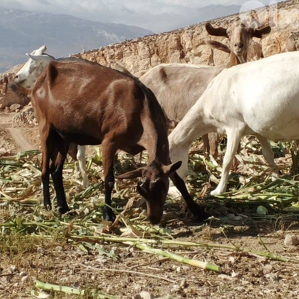 alpine goat ماعز البين 1