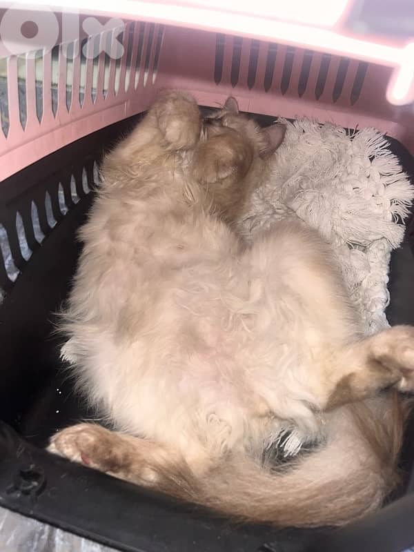 ابحث عن قط للزواج 0